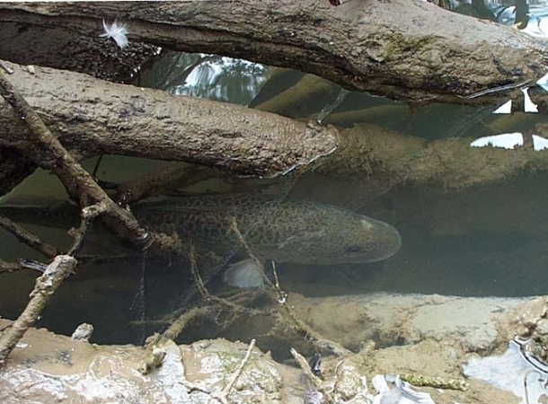 Image: Shane Chalker